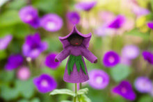 Morning Glory Prince (2.5" miniature standing felt doll, flower hat)
